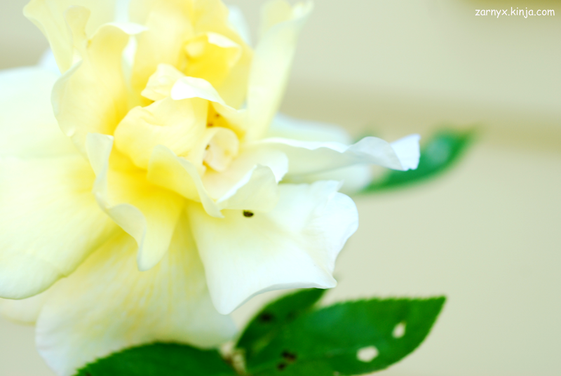 Illustration for article titled PhoTAYgraphy Club: You Don't Bring Me Flowers